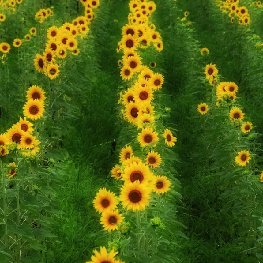 🌸着物を愛する皆様へ🌸